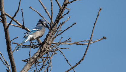 Blue jay perched in bare tree.