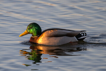 Mallard duck swimming in lake.