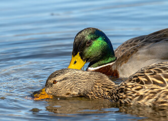 Mallard duck swimming in lake.
