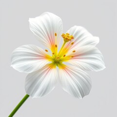 Fototapeta premium Acmella Radicans: The Electric Daisy with Surprising Health Benefits