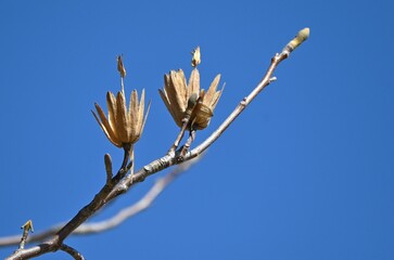 A winter scene of the tulip tree (Liriodendron tulipifera). Magnoliaceae deciduous tree. The...