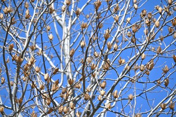 A winter scene of the tulip tree (Liriodendron tulipifera). Magnoliaceae deciduous tree. The samaras become pine-cone-shaped aggregate fruits and the seeds are crushed by the wind.