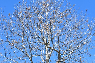 A winter scene of the tulip tree (Liriodendron tulipifera). Magnoliaceae deciduous tree. The samaras become pine-cone-shaped aggregate fruits and the seeds are crushed by the wind.