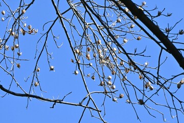 A winter scene of the tulip tree (Liriodendron tulipifera). Magnoliaceae deciduous tree. The...
