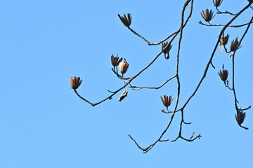A winter scene of the tulip tree (Liriodendron tulipifera). Magnoliaceae deciduous tree. The...
