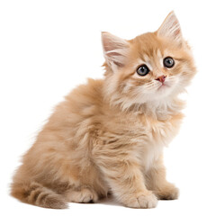 Obraz premium The Red-haired Kitten.