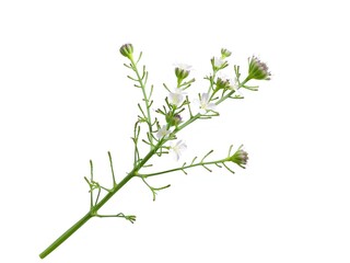 Fototapeta premium Artemisia Anomala Var Tomentella: A Desert Plant in Bloom