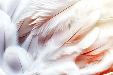 Fototapeta premium Photo White Feather Texture Abstract Background Light Soft Delicate
