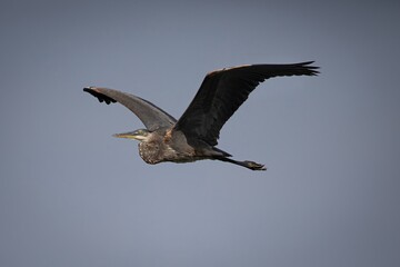 GREAT BLUE HERON FLYING EGRET BIRD
