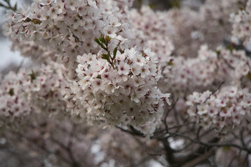 北海道の洞爺湖、壮瞥公園の梅林、桜と中島 