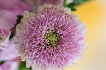 Crisântemo. Flor