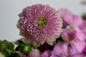 Crisântemo. Flor