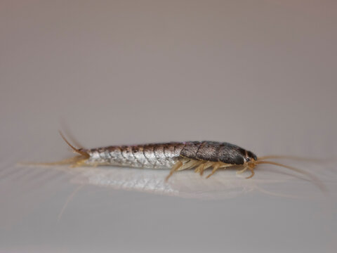 Insect Lepisma saccharina, Thermobia domestica. silverfish.