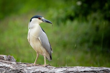 BLACK CROWNED NIGHT HERON BIRD