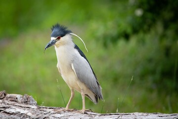 BLACK CROWNED NIGHT HERON BIRD