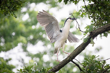BLACK CROWNED NIGHT HERON BIRD BUILDING NEST