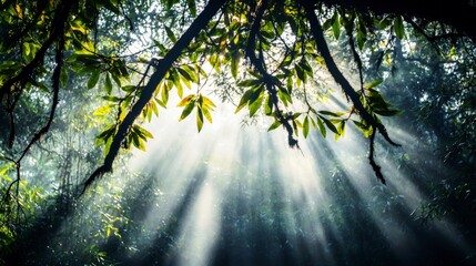 Obraz premium Mystical Forest Sunbeams Nature Sunlight Green Leaves Tranquil Scene