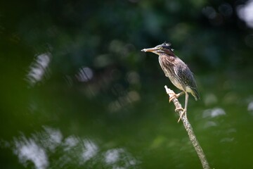 GREEN HERON EGRET BIRD