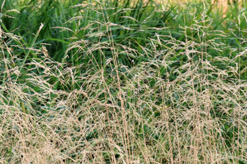 abstract nature background, dry autumn yellow grass
