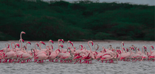 flamingo on the lake