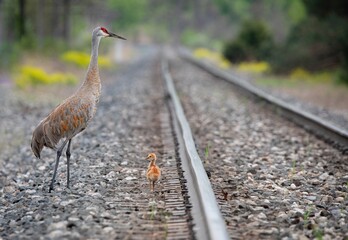 SANDHILL CRANES ON TRAIN TRACKS CRANE © JACQUELYN