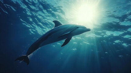 Fototapeta premium A graceful dolphin arcs through vibrant azure waters, its sleek form gliding effortlessly to the right. Its glossy skin reflects sunlight, enhancing its natural elegance against the ocean's depths