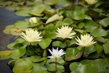 A view of several water lily flowers in a pond.