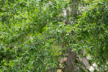 A view of branches from the elephant tree.