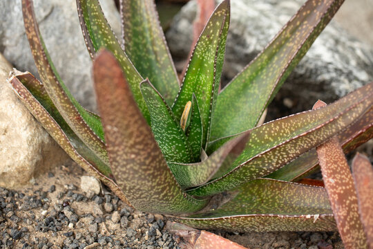 A view of a dune gasteria plant.