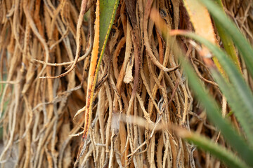 A view of a Bottlebrush aloe plant.