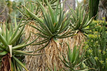 Obraz premium A view of a tall Bottlebrush aloe plant.