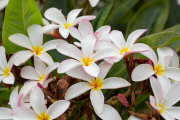 A view of flowers from the plumeria plant.