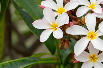 Fototapeta premium A view of flowers from the plumeria plant.