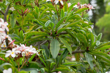 A view of leaves from the plumeria plant.