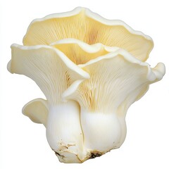 Fototapeta premium Creamy White Oyster Mushrooms Close up