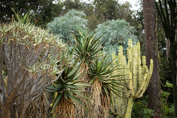 A view of a tall Bottlebrush aloe plant, among other tropical succulent and cacti.