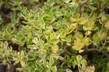 A view of the leaves of the kalanchoe somaliensis plant.