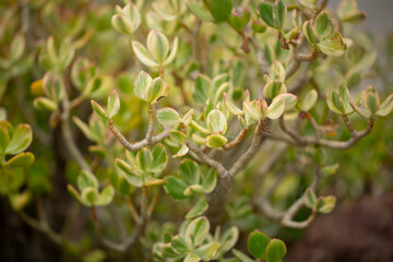 A view of the leaves of the kalanchoe somaliensis plant.