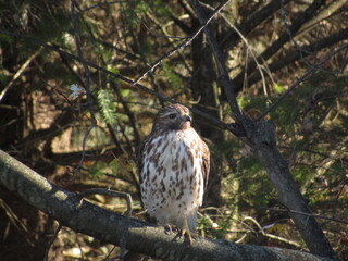 red tailed hawk