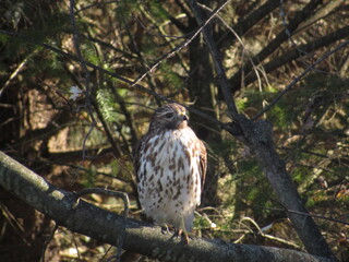 red tailed hawk