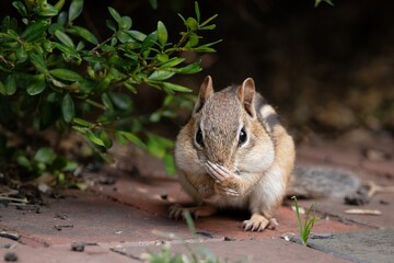 CHIPMUNK CLOSEUP FUNNY