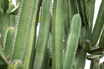 A view of a hybrid stenocereus dumortieri cactus.
