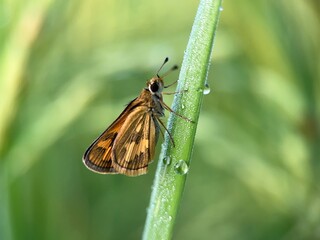 Macro Photography of Green Grass-Dart Skipper Butterfly on Dewy Grass Blade
