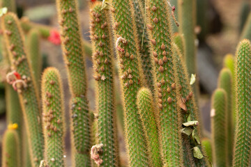 A view of an echinopsis allusion cactus plant.