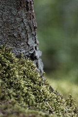 Moss grows on the tree bark. The birch is covered in moss.