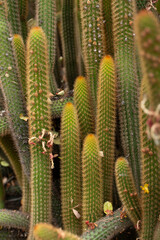 A view of an echinopsis allusion cactus plant.
