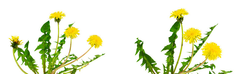 set of dandelion on white isolated background