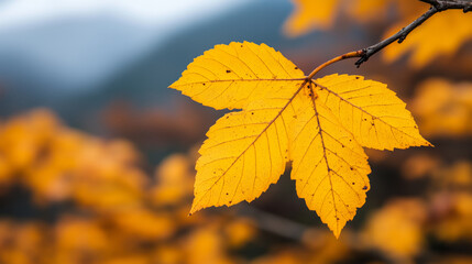Fototapeta premium Close-up of vibrant yellow autumn leaves on a tree branch with a blurred forest background