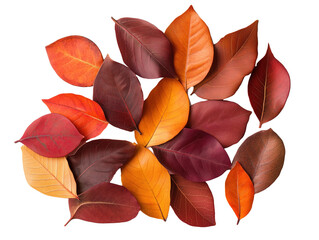 Vibrant Autumn Leaves Illuminate the Season: A Captivating Display of Orange, Red, and Gold Enhanced by Soft Sunlight, Creating a Cozy Atmosphere and Artistic Inspiration.