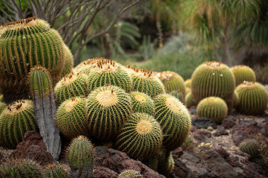 A view of a landscape of golden barrel cactuses. - Powered by Adobe